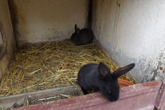 Photo ferme 029