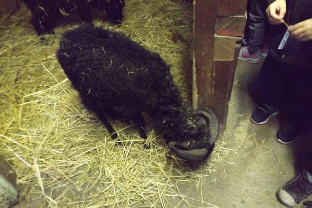 Photo ferme 042