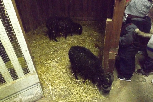 Photo ferme 043