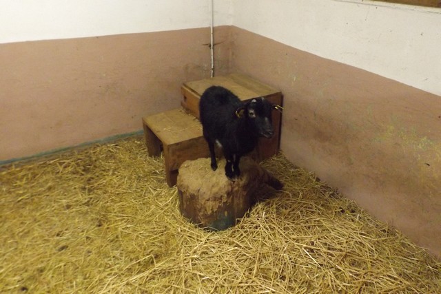 Photo ferme 044