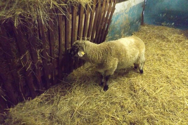 Photo ferme 084