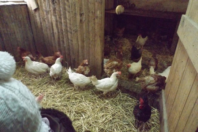 Photo ferme 093