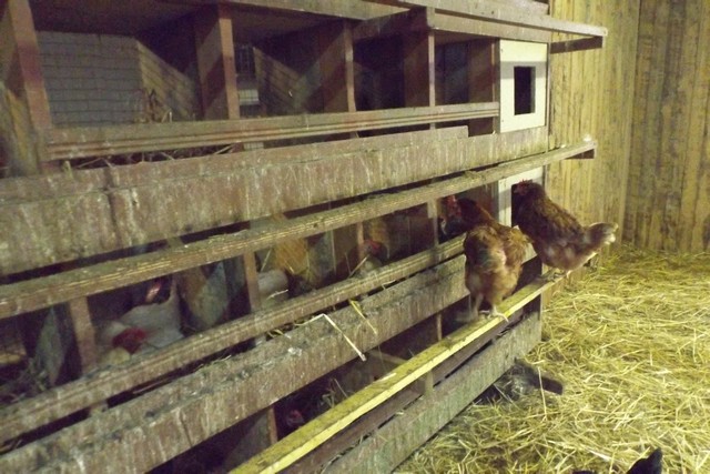 Photo ferme 096