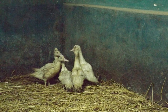 Photo ferme 106