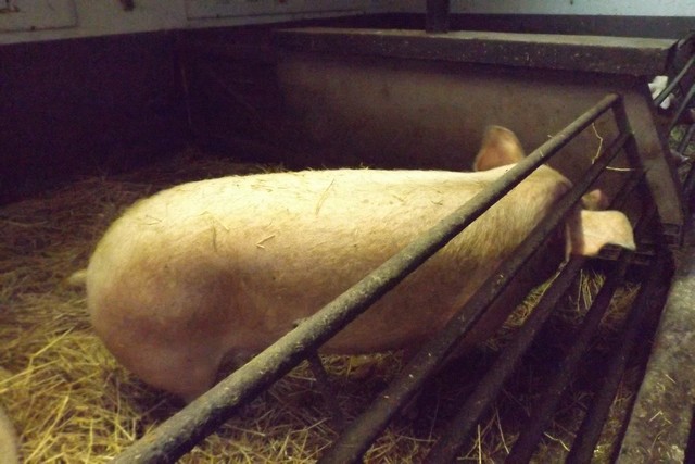 Photo ferme 109