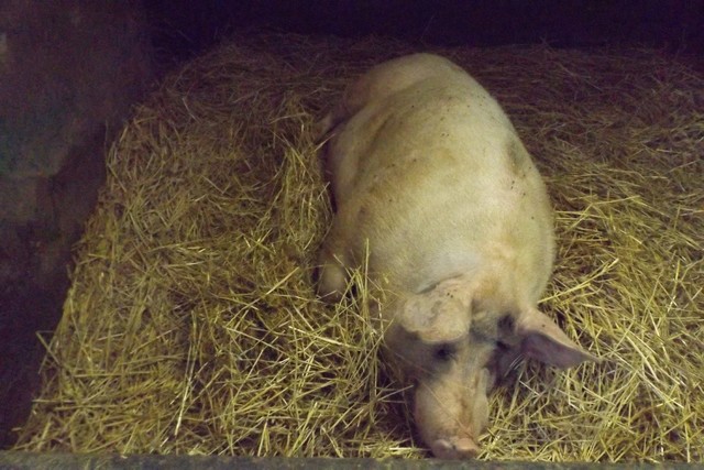 Photo ferme 110