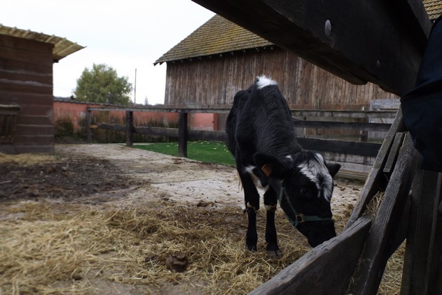 Photo ferme 133